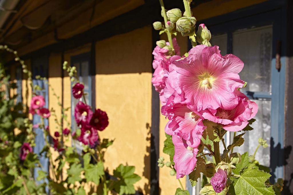 Mollegade 1 Holiday House ノーポ エクステリア 写真